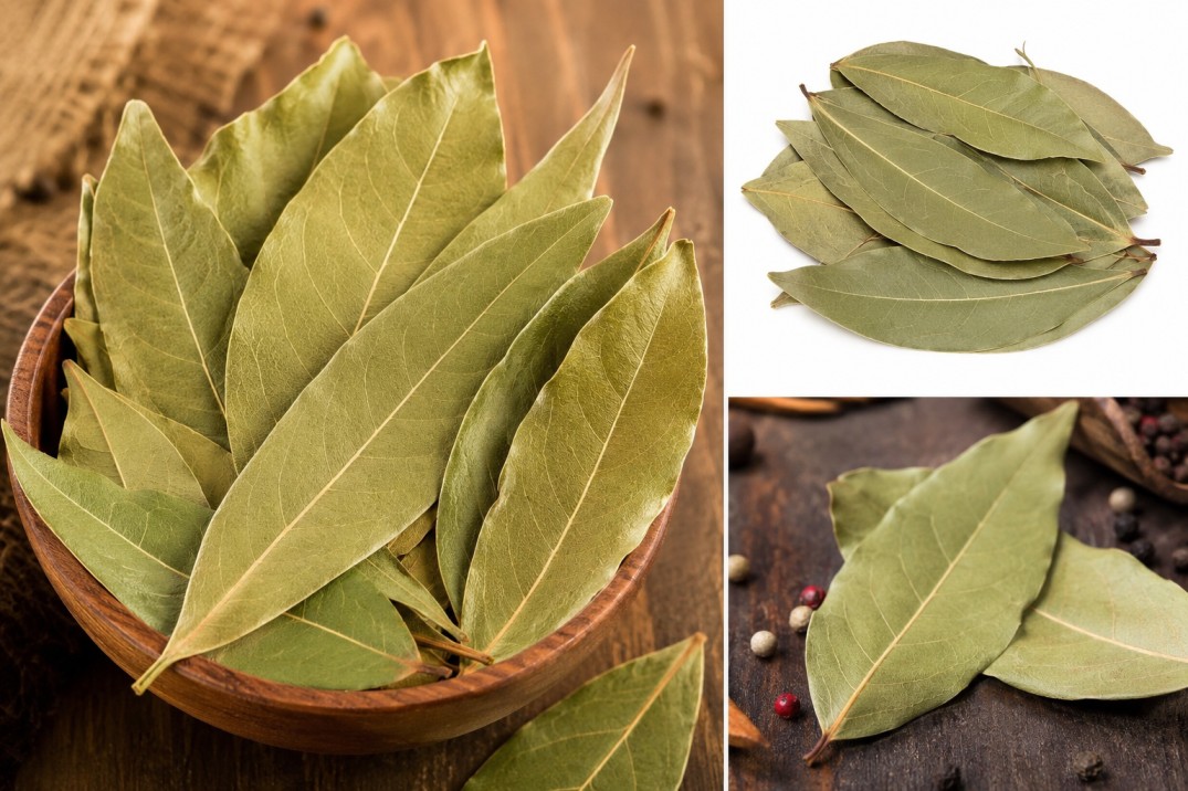 Bay Leaf