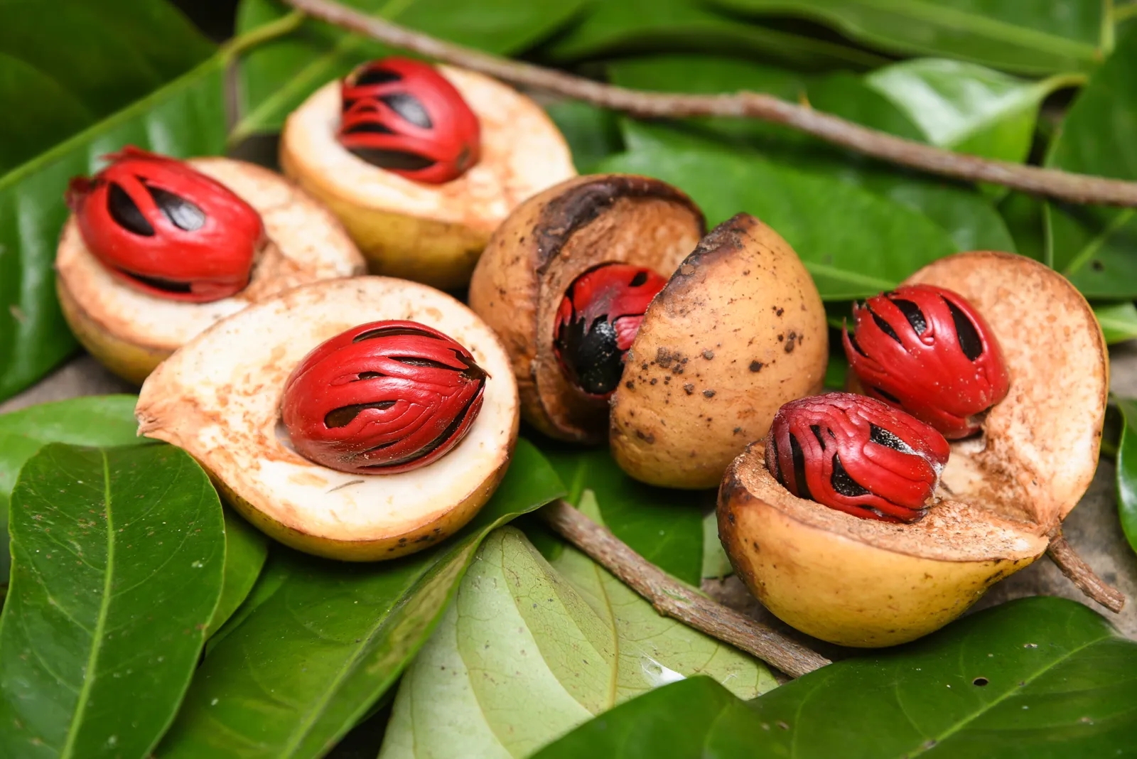 Nutmeg